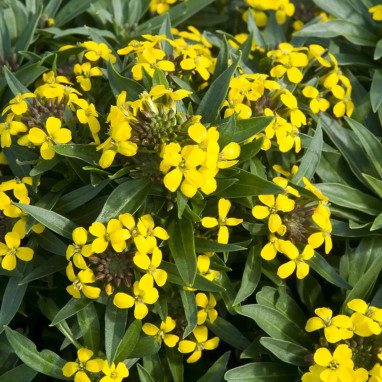 Erysimum suffruticosum 'Gold Cup' - Erysimum | Achat producteur