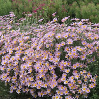Chrysanthemum X rubellum 'Clara Curtis' | Achat direct au producteur