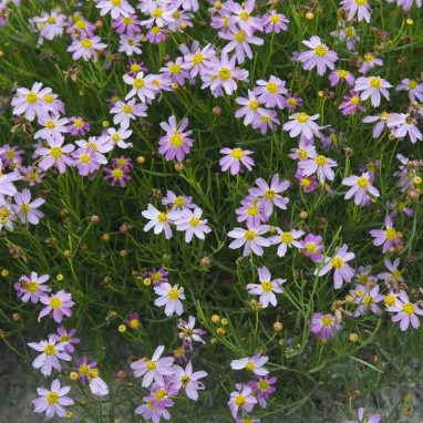 Coreopsis rosea 'American Dream' - Coreopsis | Achat producteur