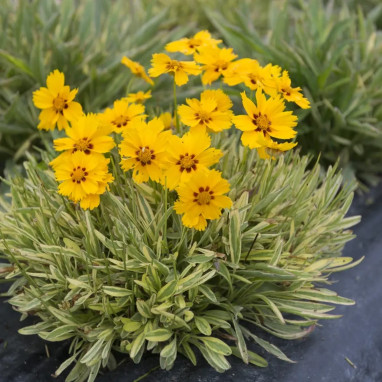 Coreopsis 'Tequila Sunrise' - Coreopsis | Achat direct au producteur