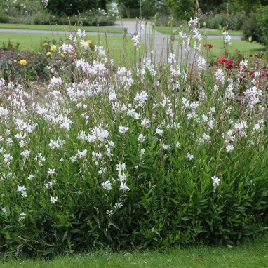 Gaura lindheimeri - Gaura | Achat direct au producteur