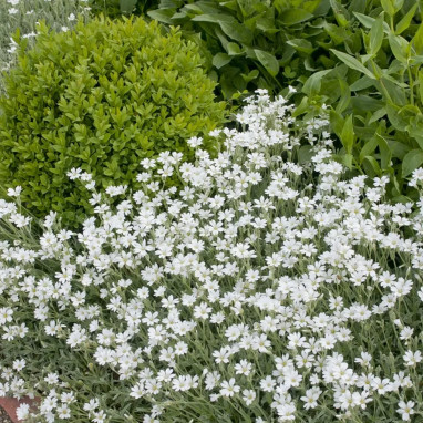 Cerastium tomentosum - Céraiste | Achat direct au producteur