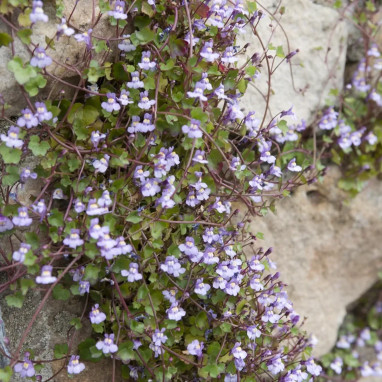 Cymbalaria muralis - Cymbalaria | Achat direct au producteur