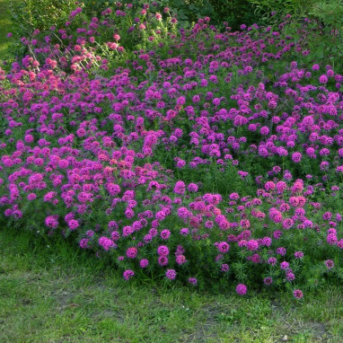 Crucianella stylosa 'Red Ping-Pong' - Phuopsis | Achat producteur