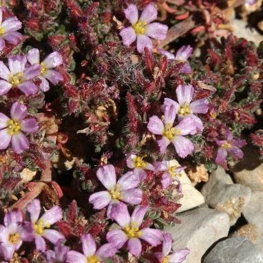 Frankenia laevis - Couvre-sol persistant | Achat direct au producteur