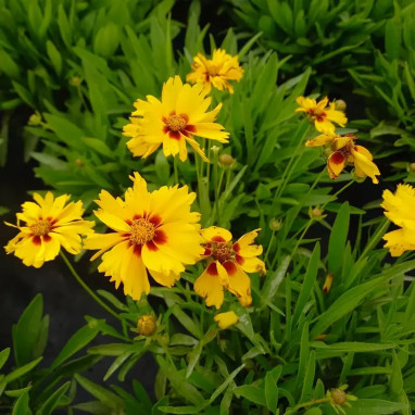 Coreopsis grandiflora 'Heliot' - Coreopsis | Achat direct au producteur