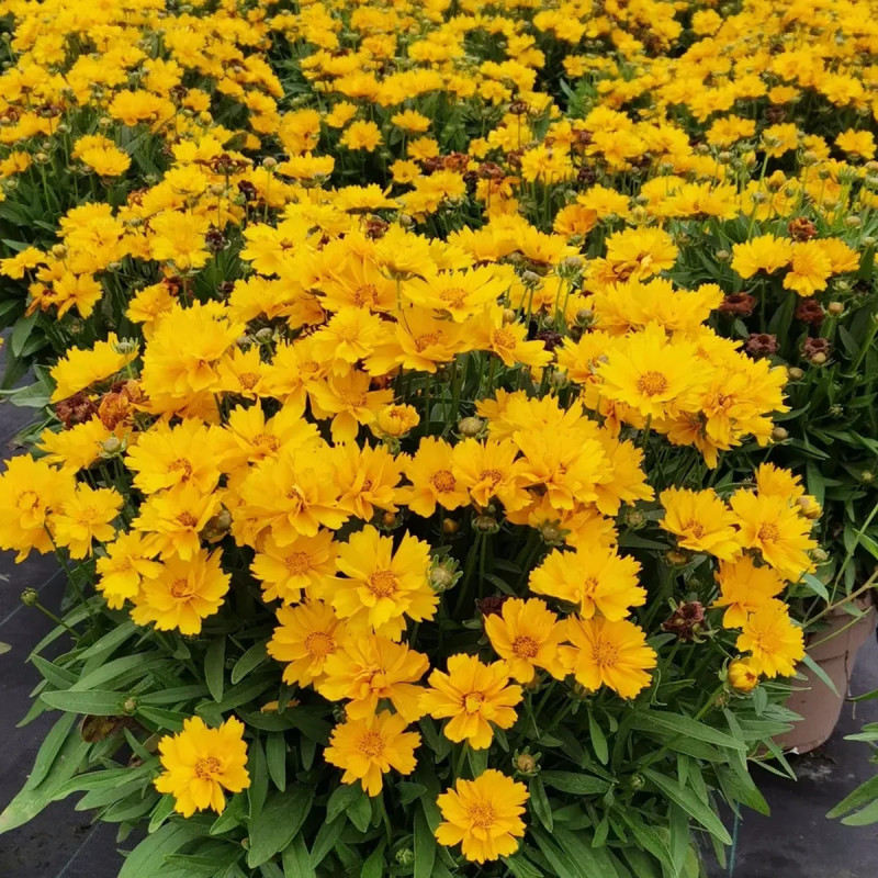 Coreopsis grandiflora 'Heliot' - Coreopsis | Achat direct au producteur