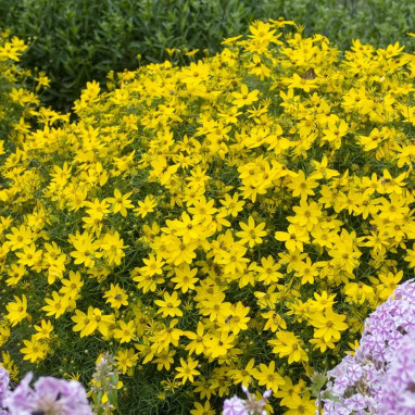 Coreopsis verticillata 'Grandiflora' - Coreopsis | Achat producteur