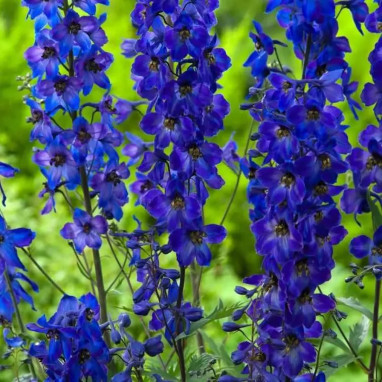 Delphinium 'Black Knight' - Delphinium | Achat direct au producteur