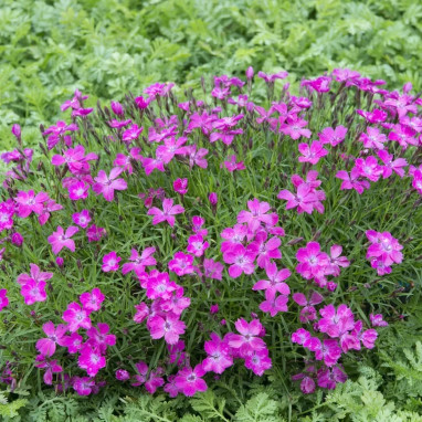 Dianthus 'Beauties Kahori'® - Dianthus | Achat direct au producteur