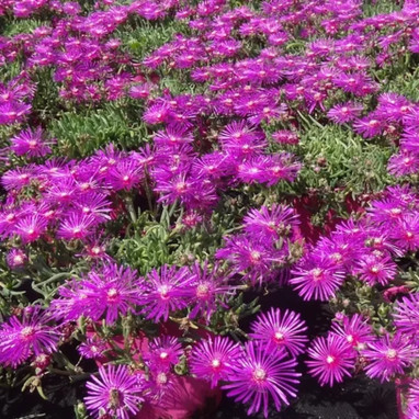 Delosperma cooperi - Ficoïde vivace | Achat direct au producteur