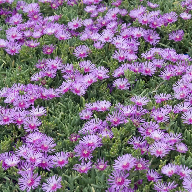 Delosperma cooperi - Ficoïde vivace | Achat direct au producteur