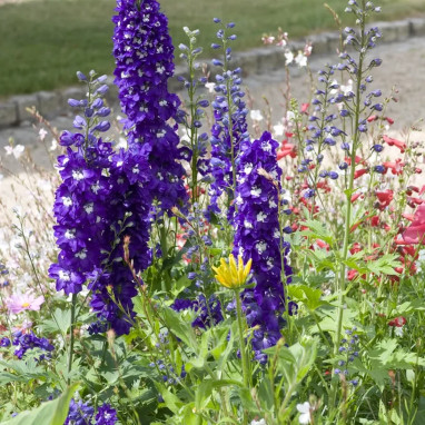 Delphinium 'Guinevere' - Pied d'alouette | Achat producteur