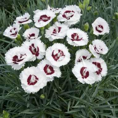 Dianthus 'Scent First Coconut Sundae'® - Dianthus | Achat producteur