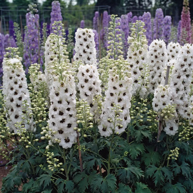 Delphinium 'Percival' - Pied d'alouette | Achat direct au producteur
