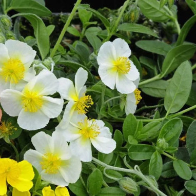 Helianthemum 'Snow Queen' | Achat direct au producteur