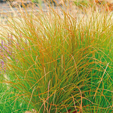 Carex COLOR GRASS 'Prairie Fire' - Carex | Achat producteur