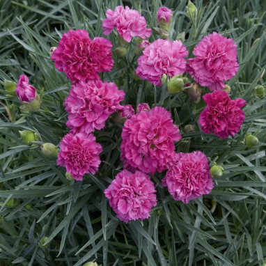 Dianthus plumarius 'Devon Wizard' - Oeillet | Achat producteur