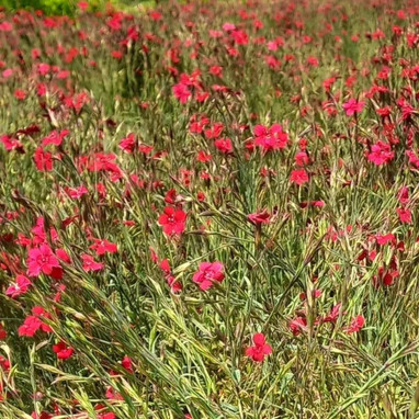 Dianthus deltoides 'Flashing Light' - Dianthus | Achat producteur