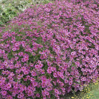 Coreopsis 'Limerock Passion' - Coreopsis | Achat direct au producteur