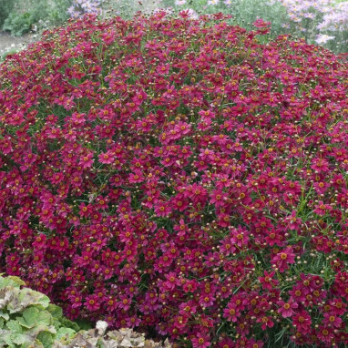 Coreopsis 'Limerock Ruby' - Coreopsis | Achat direct au producteur