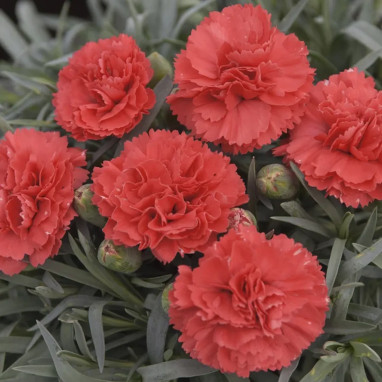 Dianthus plumarius 'Diane' - Oeillet mignardise | Achat producteur
