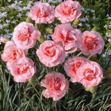 Dianthus plumarius 'Doris' - Œillet plumeux | Achat producteur