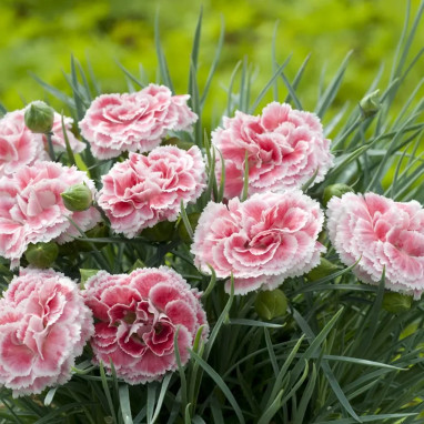 Dianthus 'Coral Reef' - Œillet vivace | Achat direct au producteur
