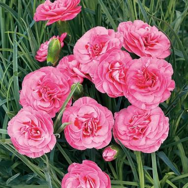 Dianthus plumarius 'Valda Wyatt' Miss Pinky | Achat producteur