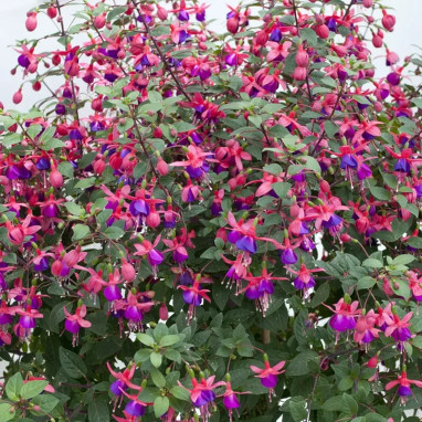 Fuchsia 'Mrs Popple' - Fuchsia | Achat direct au producteur