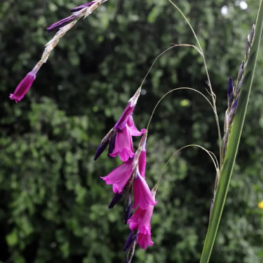 Diascia cordata - Diascia | Achat direct au producteur