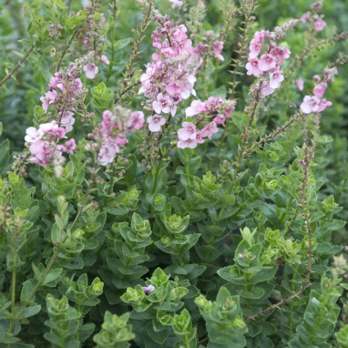 Diascia rigescens - Diascia | Achat direct au producteur