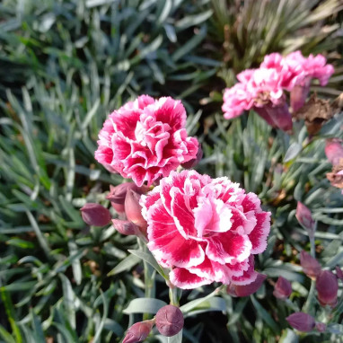 Dianthus plumarius 'Sugar Plum' - Dianthus | Achat producteur