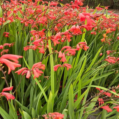 Crocosmia 'Emberglow' - Crocosmia | Achat direct au producteur