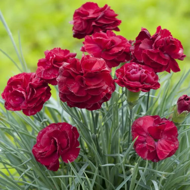 Dianthus 'Passion' - Oeillet mignardise | Achat direct au producteur