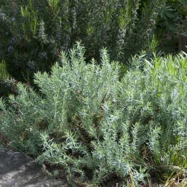 Euphorbia pithyusa - Euphorbia | Achat direct au producteur