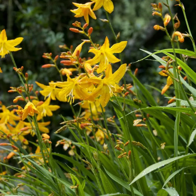 Crocosmia 'George Davidson' - Crocosmia | Achat direct au producteur