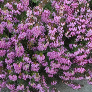 Erica x darleyensis 'Ghost Hills' - Erica | Achat direct au producteur