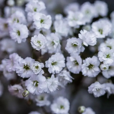 Gypsophila paniculata 'Summer Sparkles' | Achat direct au producteur