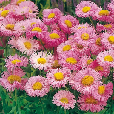 Erigeron 'Rosa Juwel' - Erigeron | Achat direct au producteur