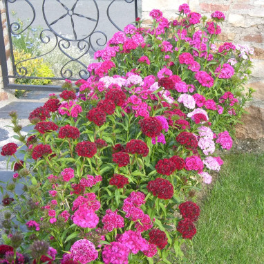 Dianthus barbatus 'Super Duplex' - Dianthus | Achat producteur