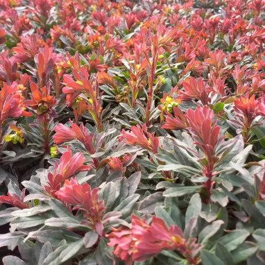 Euphorbia amygdaloides 'Purpurea' | Achat direct au producteur