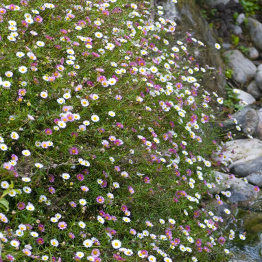 Erigeron karvinskianus 'Blütenmeer' | Achat direct au producteur