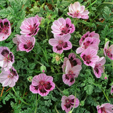 Erodium guttatum 'Natasha' - Erodium | Achat direct au producteur