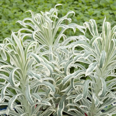 Euphorbia characias 'Tasmanian Tiger' | Achat direct au producteur