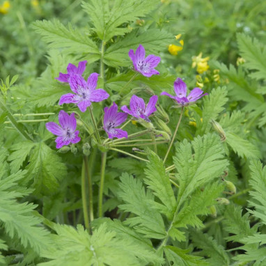 Erodium manescavii - Erodium | Achat direct au producteur