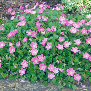 Erodium chamaedryoides 'Roseum' - Erodium | Achat producteur
