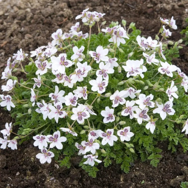 Erodium guttatum 'Stéphanie' - Erodium | Achat direct au producteur