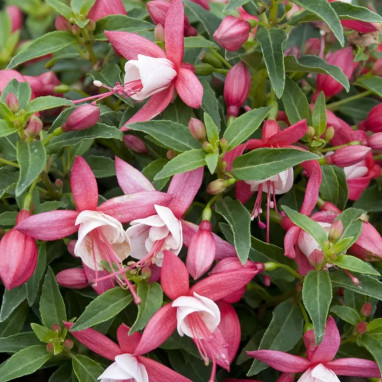 Fuchsia 'Lady Thumb' - Fuchsia | Achat direct au producteur