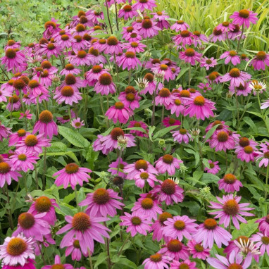 Echinacea purpurea 'Powwow Wild Berry' | Achat producteur